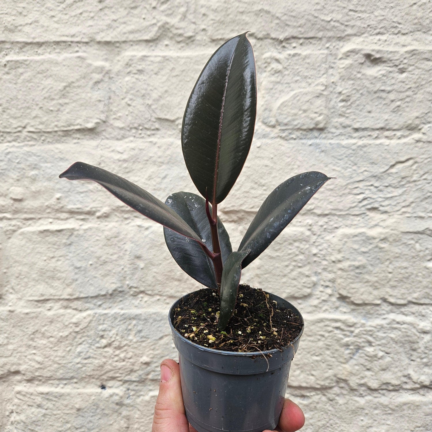 Ficus elastica (Rubber Plant)