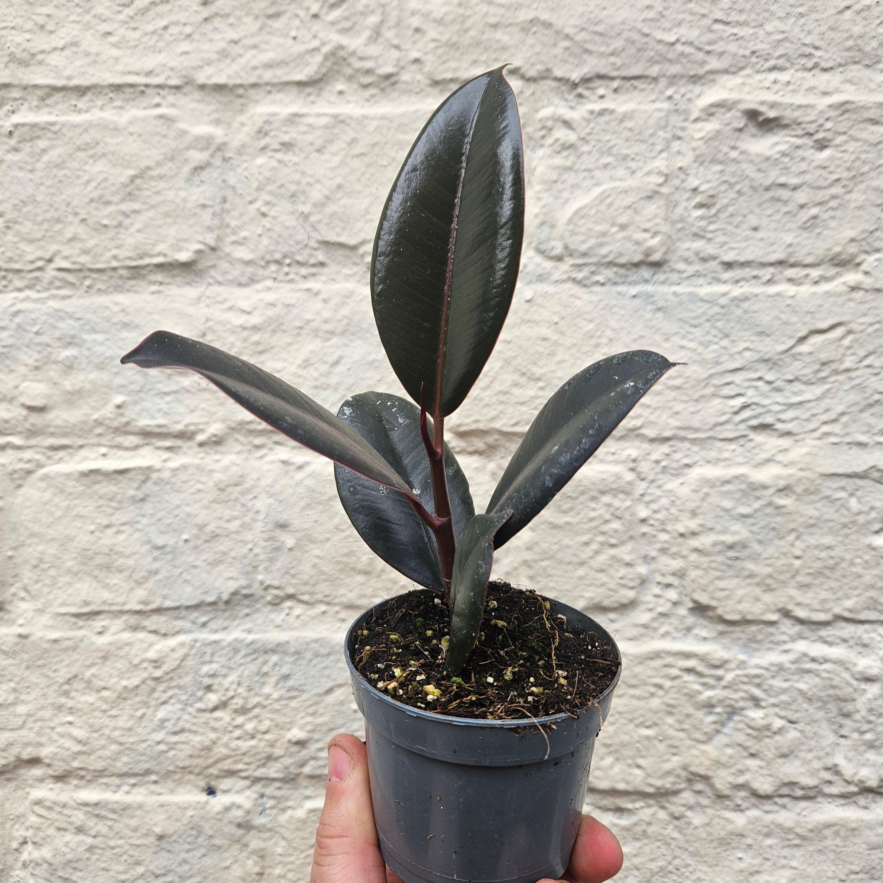 Ficus elastica (Rubber Plant)