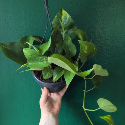 Epipremnum aureum (Golden Pothos/Devils Ivy)