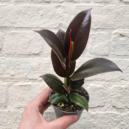 Ficus elastica (Rubber Plant)