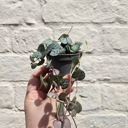 Ceropegia woodii (String of Hearts)