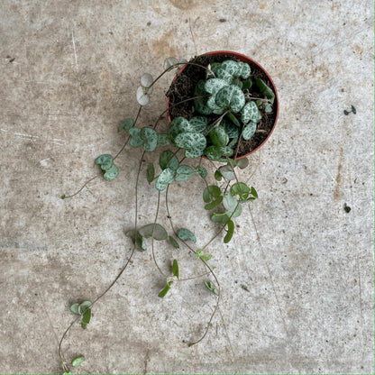 Ceropegia woodii (String of Hearts)