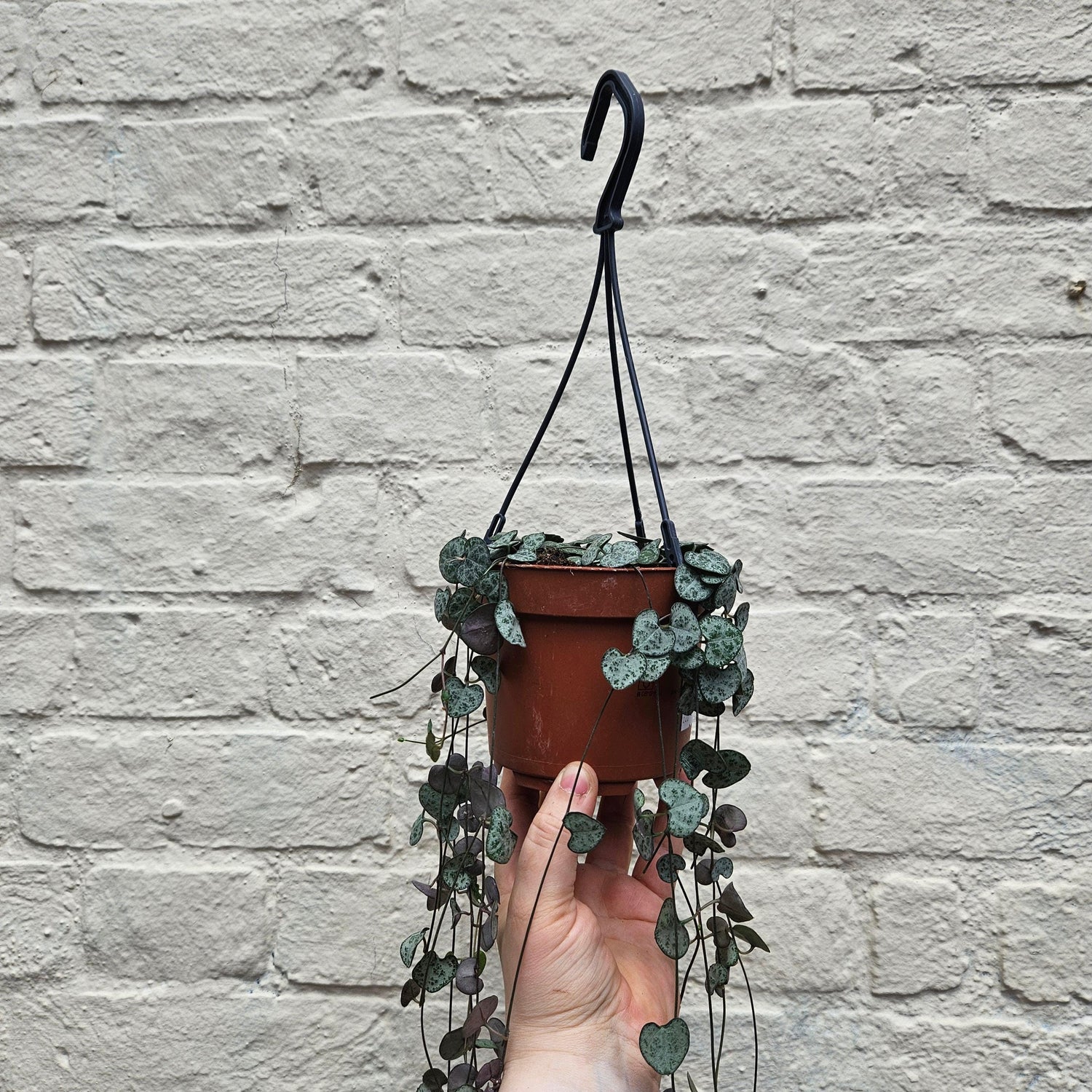 Ceropegia woodii (String of Hearts)