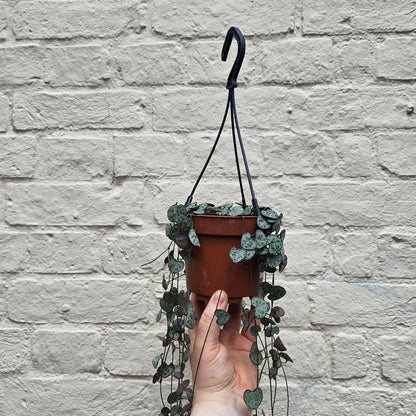 Ceropegia woodii (String of Hearts)