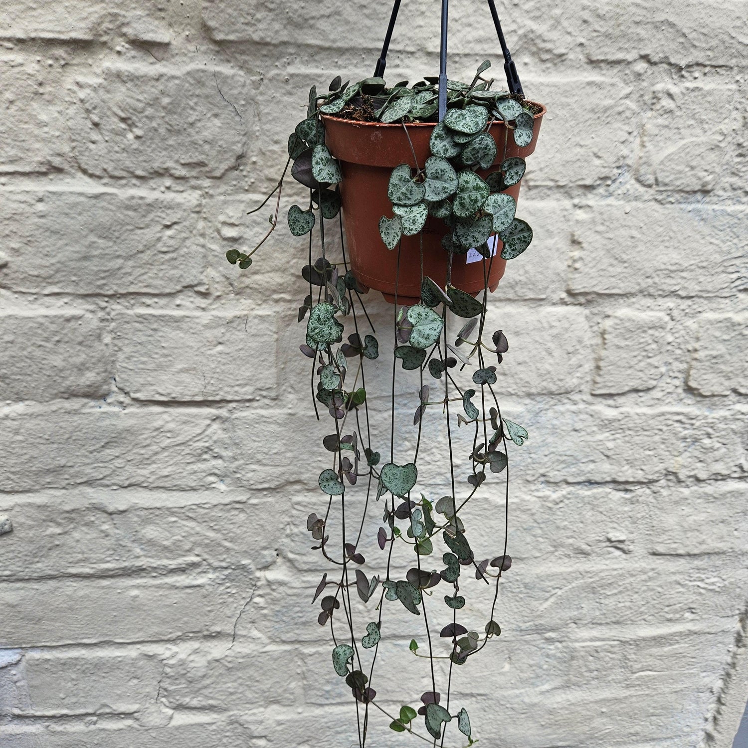 Ceropegia woodii (String of Hearts)