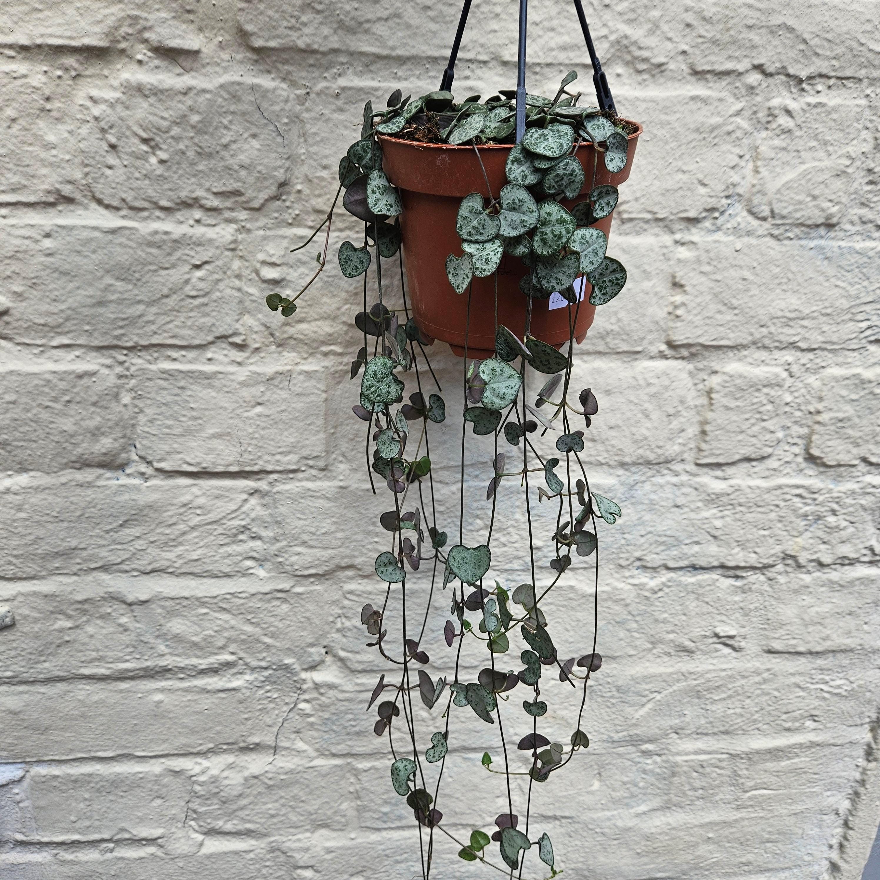 Ceropegia woodii (String of Hearts)