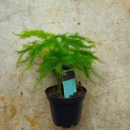 Asparagus setaceus (Asparagus fern)