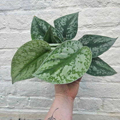 Scindapsus pictus &amp;