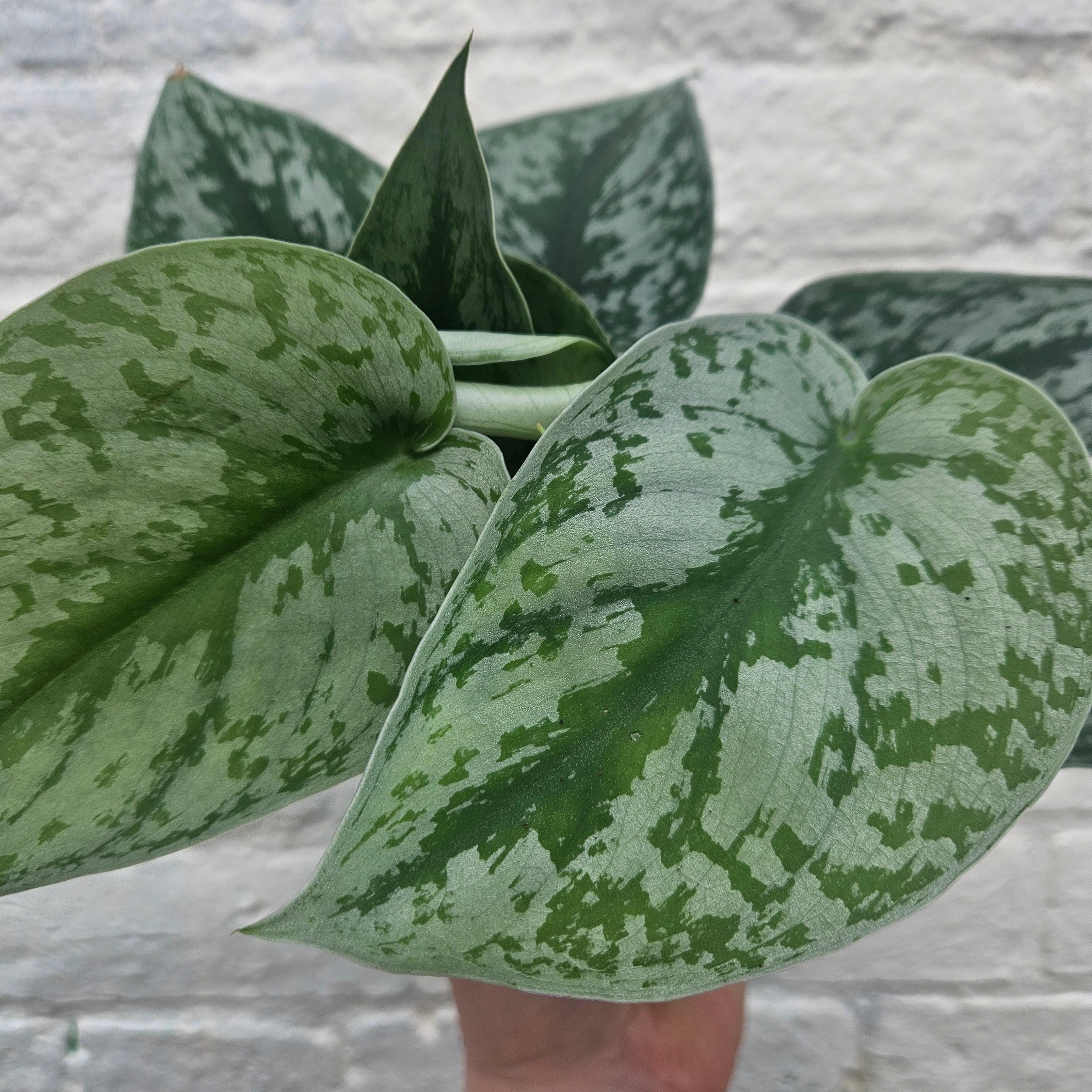 Scindapsus pictus &amp;