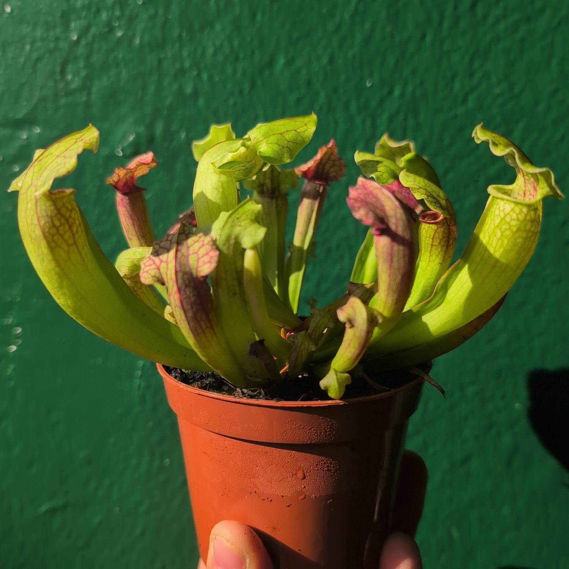 Sarracenia (Trumpet Pitcher plant)