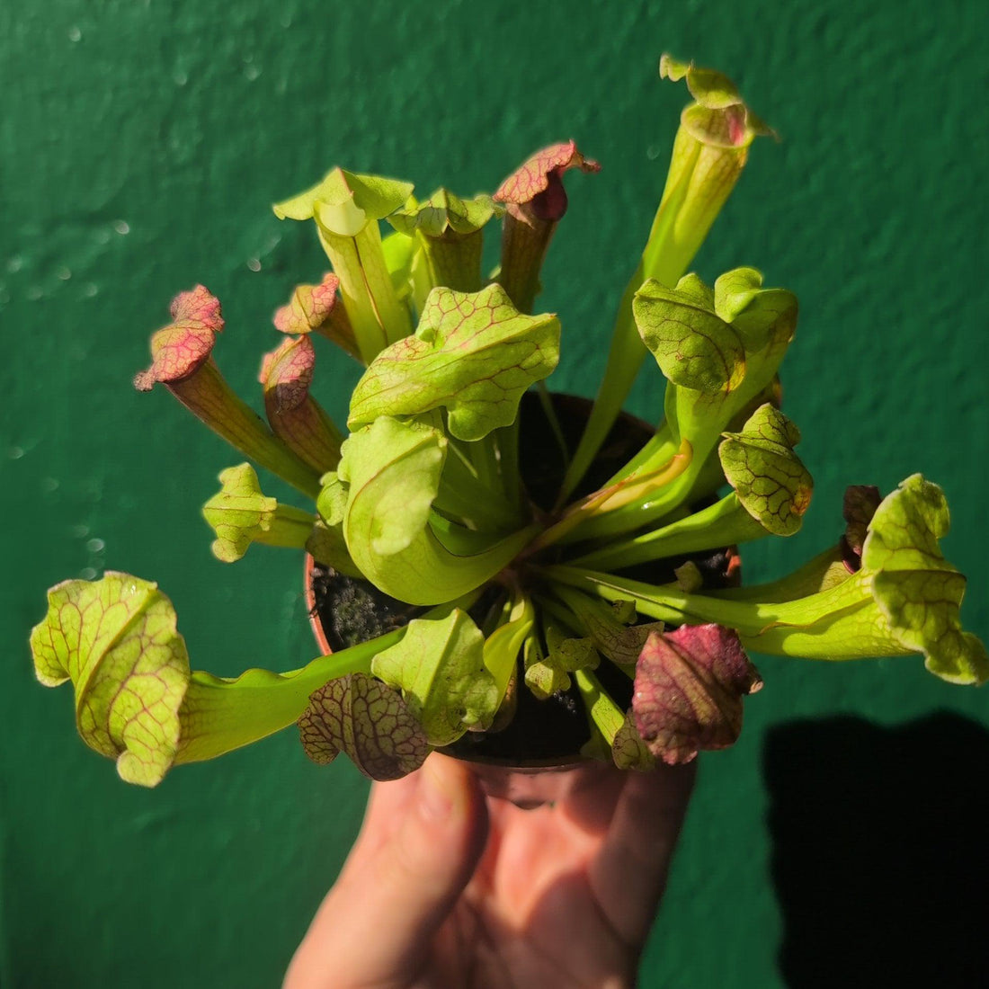 Sarracenia (Trumpet Pitcher plant)