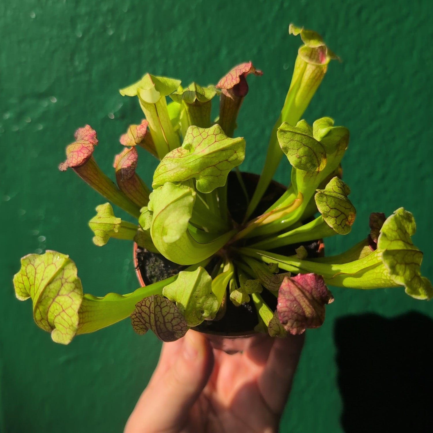 Sarracenia (Trumpet Pitcher plant)