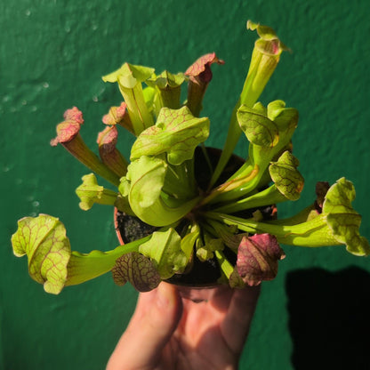 Sarracenia (Trumpet Pitcher plant)