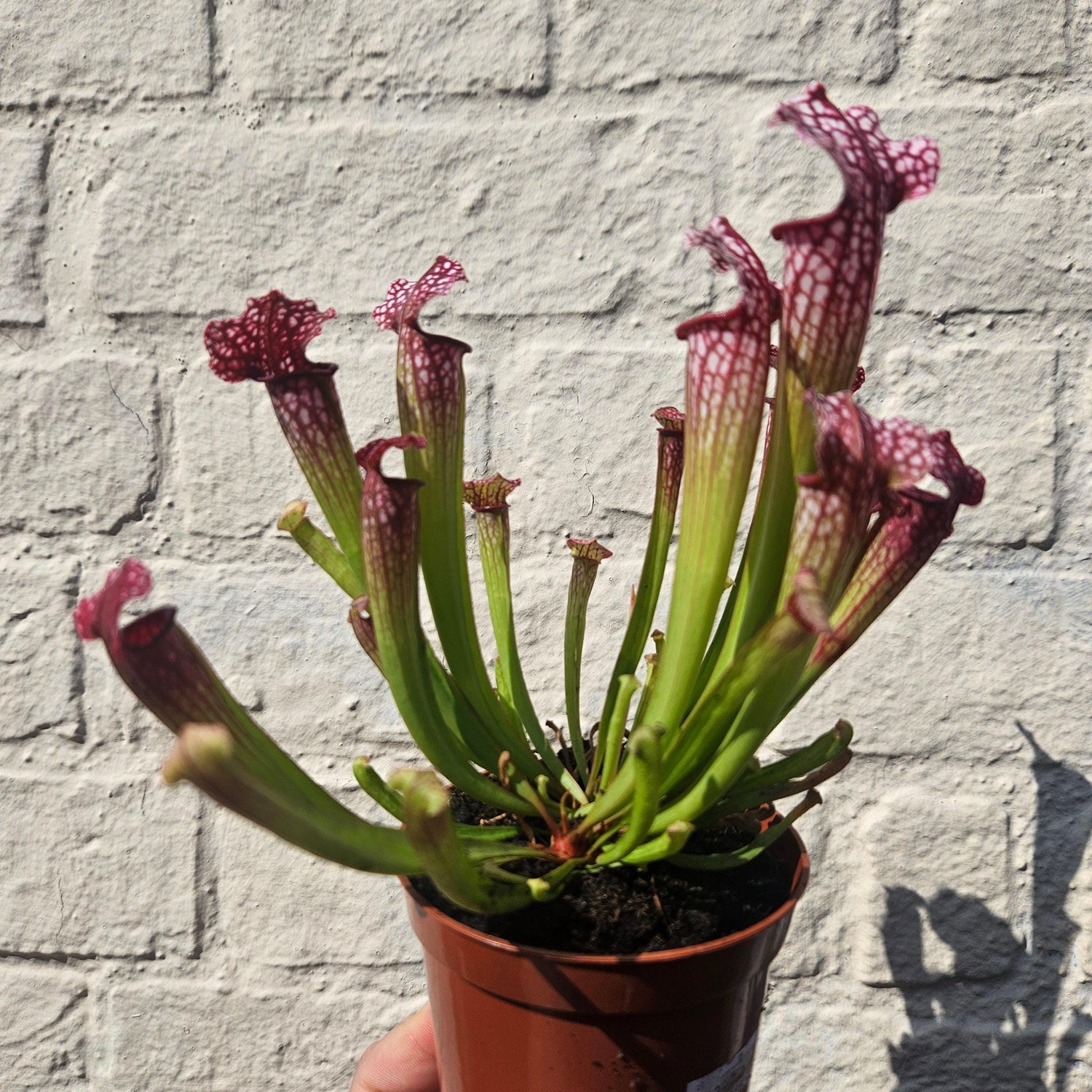 Sarracenia (Trumpet Pitcher plant)