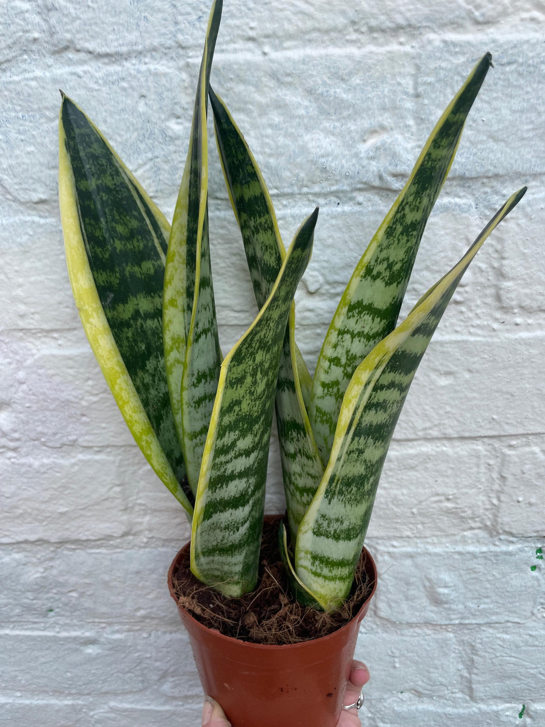 Sansevieria &amp;