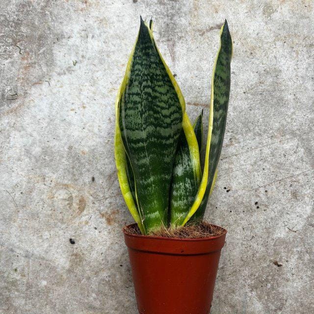 Sansevieria &amp;