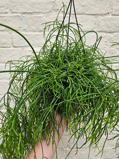 Rhipsalis baccifera &amp;