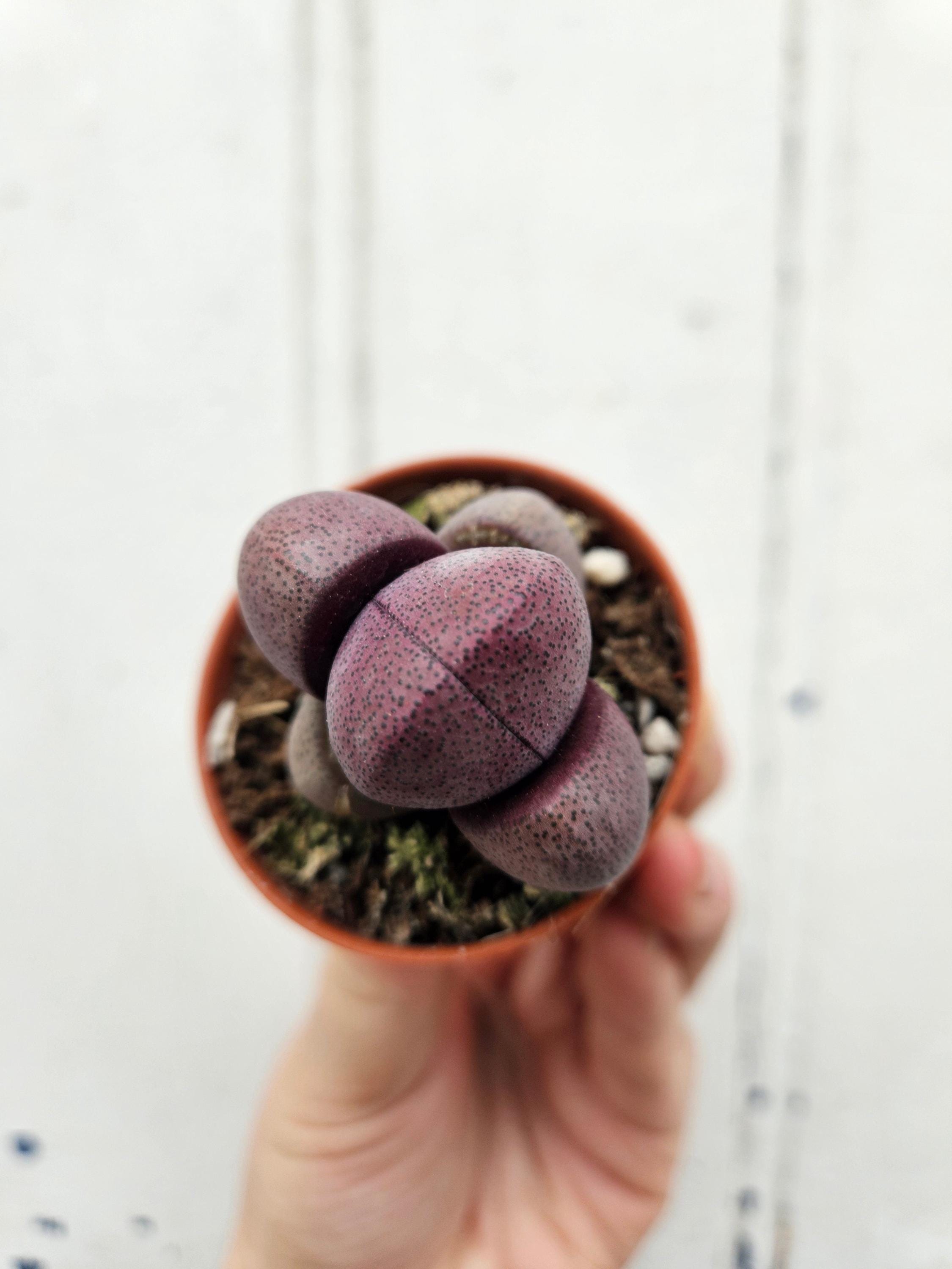 Pleiospilos nelii (Split Rock Plant/ Succulent)