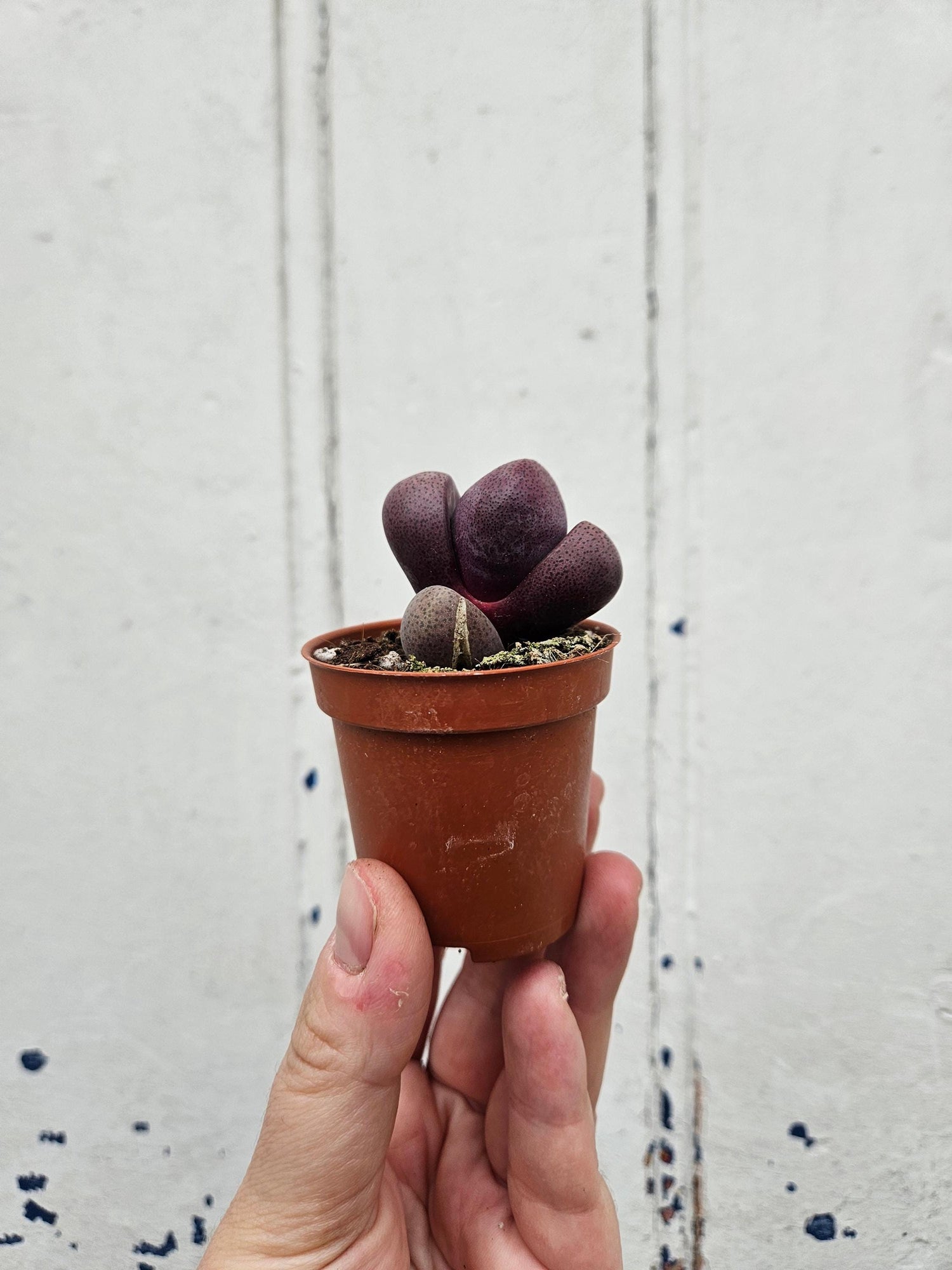 Pleiospilos nelii (Split Rock Plant/ Succulent)