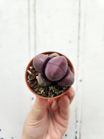 Pleiospilos nelii (Split Rock Plant/ Succulent)