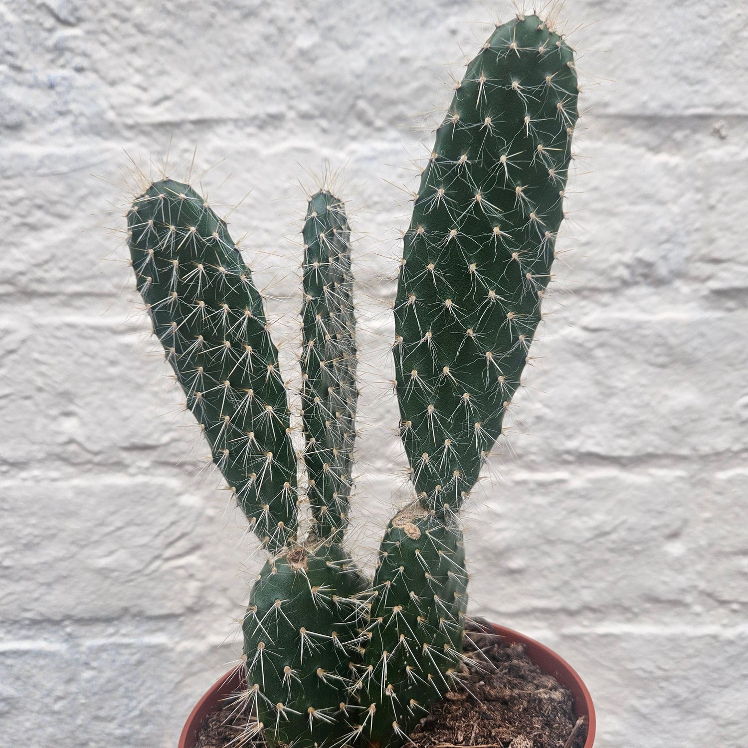 Opuntia pylana (Bunny ears cactus)