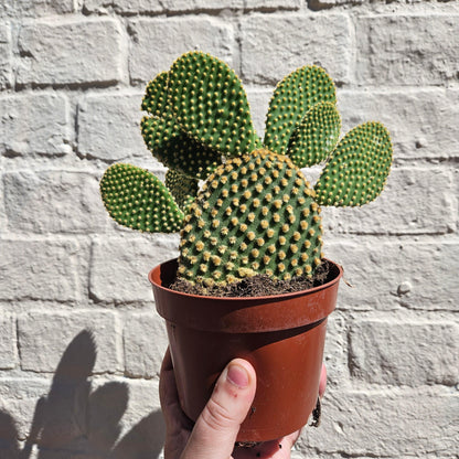 Opuntia microdasys (Bunny ear)