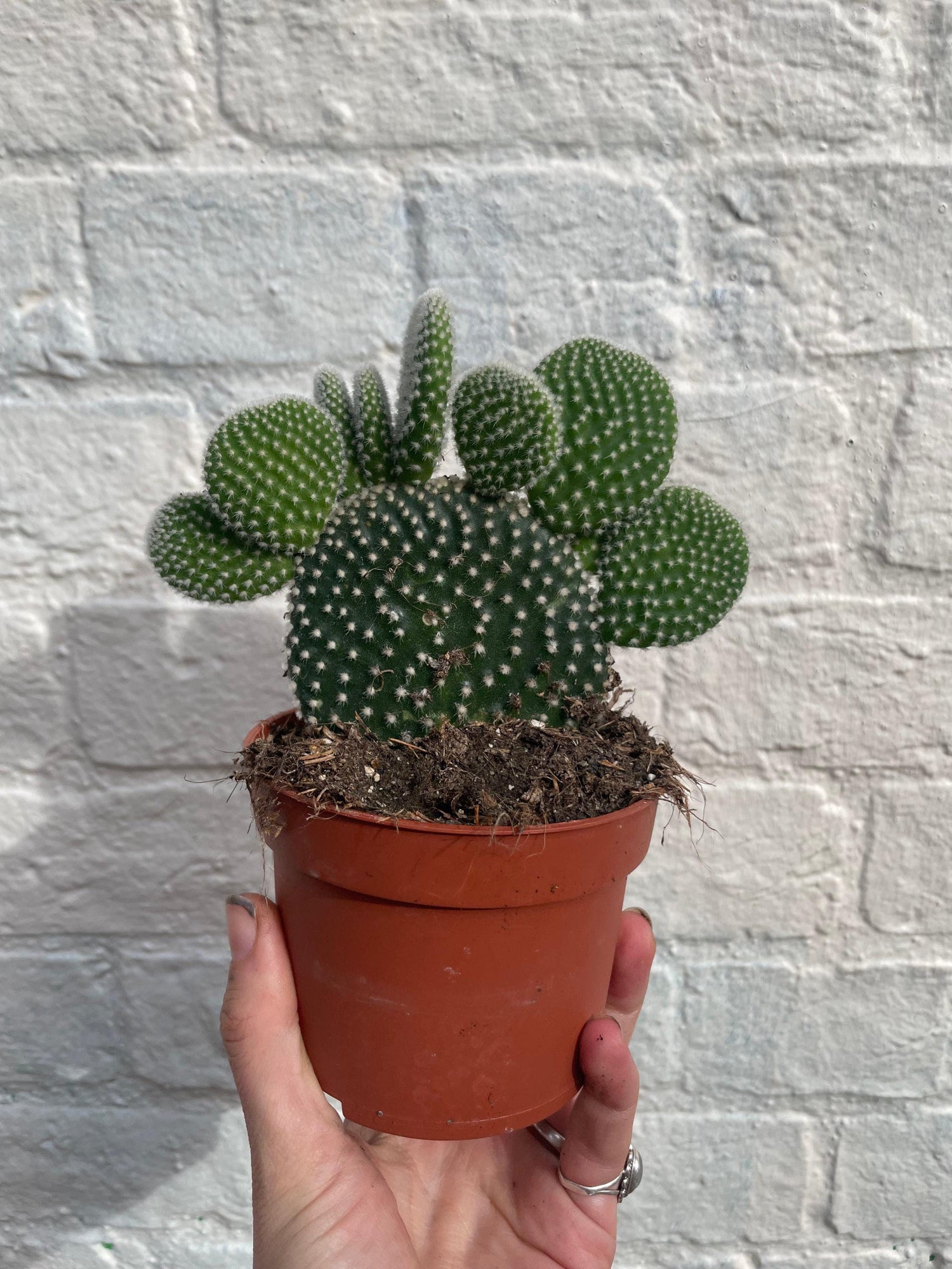 Opuntia microdasys (Bunny ear)