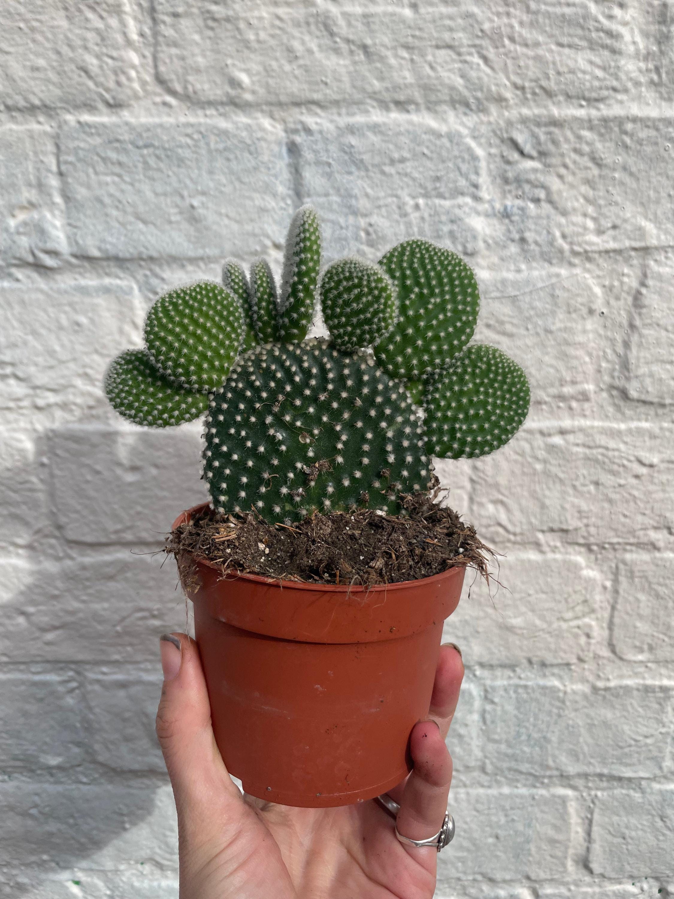 Opuntia microdasys (Bunny ear)