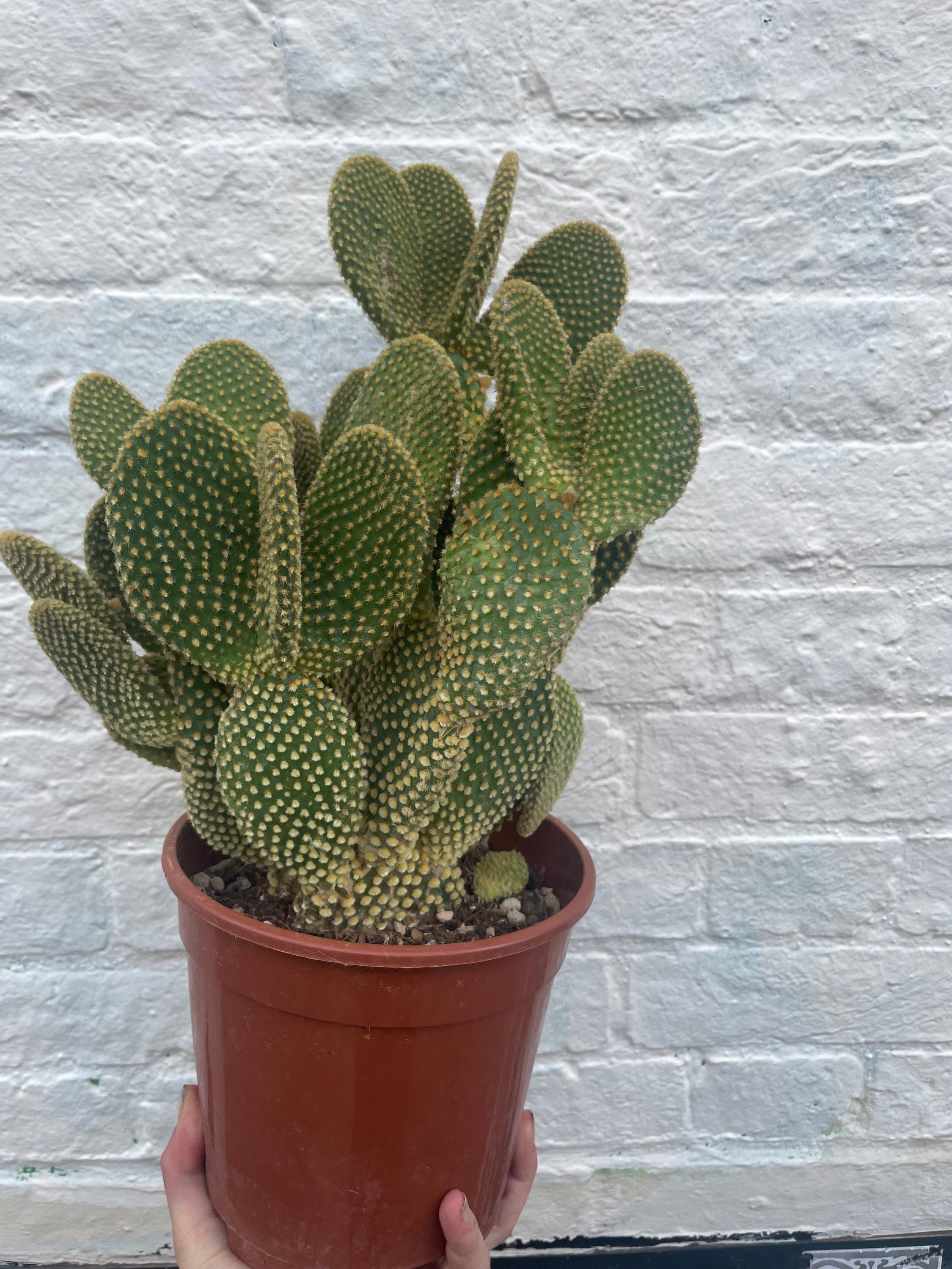 Opuntia microdasys (Bunny ear)