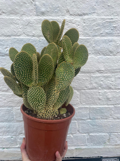 Opuntia microdasys (Bunny ear)