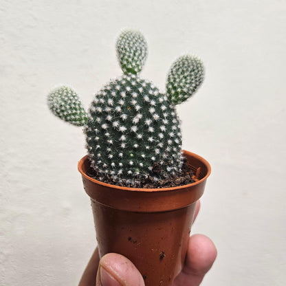 Opuntia microdasys (Bunny ear)