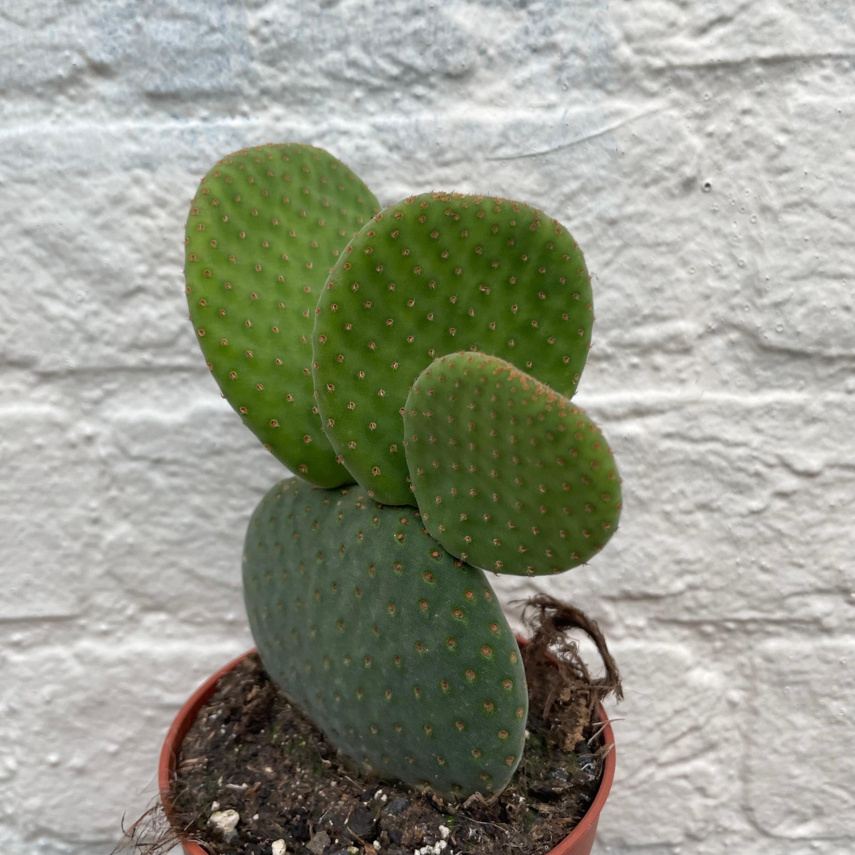 Opuntia microdasys (Bunny ear)