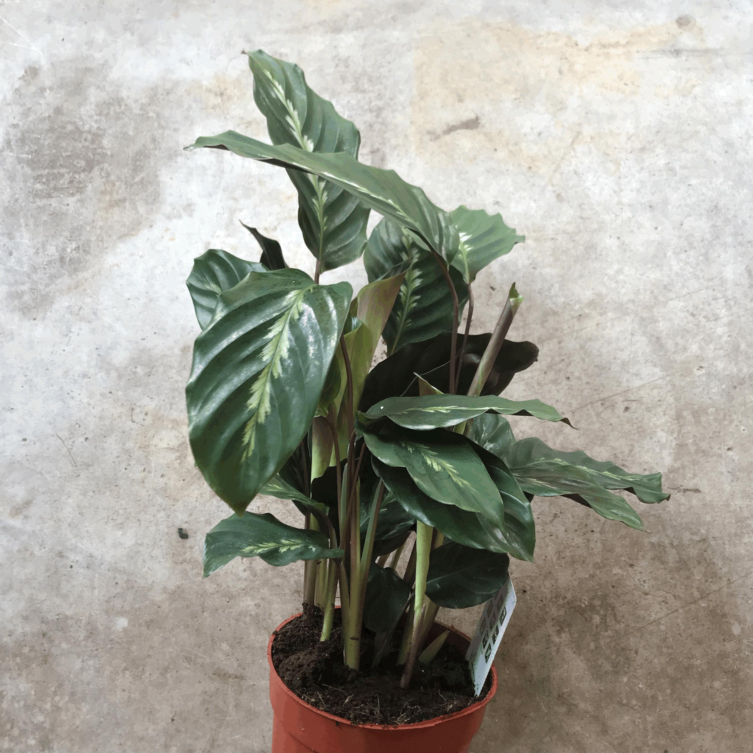 Goeppertia louisae &amp;