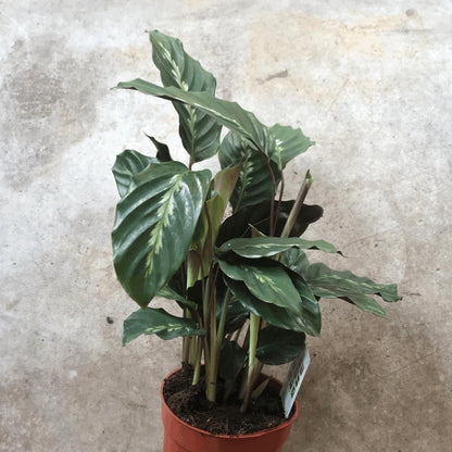 Goeppertia louisae &amp;