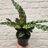 Calathea lancifolia (Rattlesnake plant)