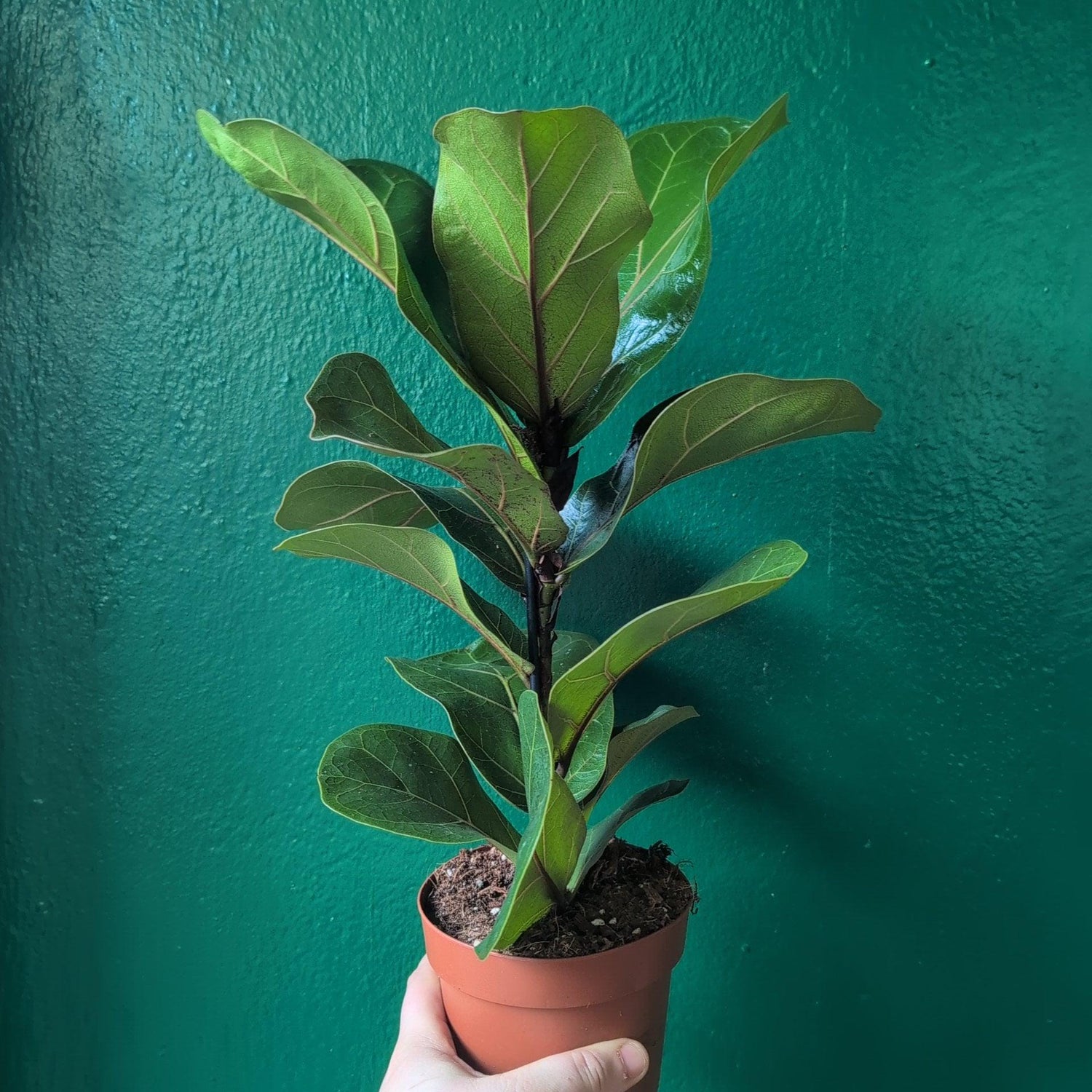 Ficus lyrata &amp;