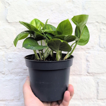 Epipremnum pinnatum &amp;