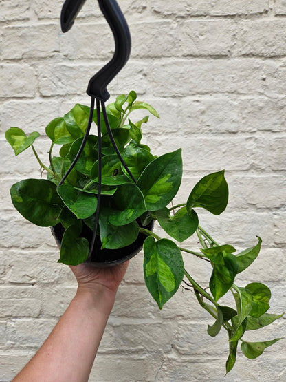Epipremnum pinnatum &amp;