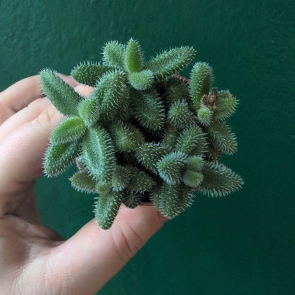 Delosperma echinatum (Pickle Plant)