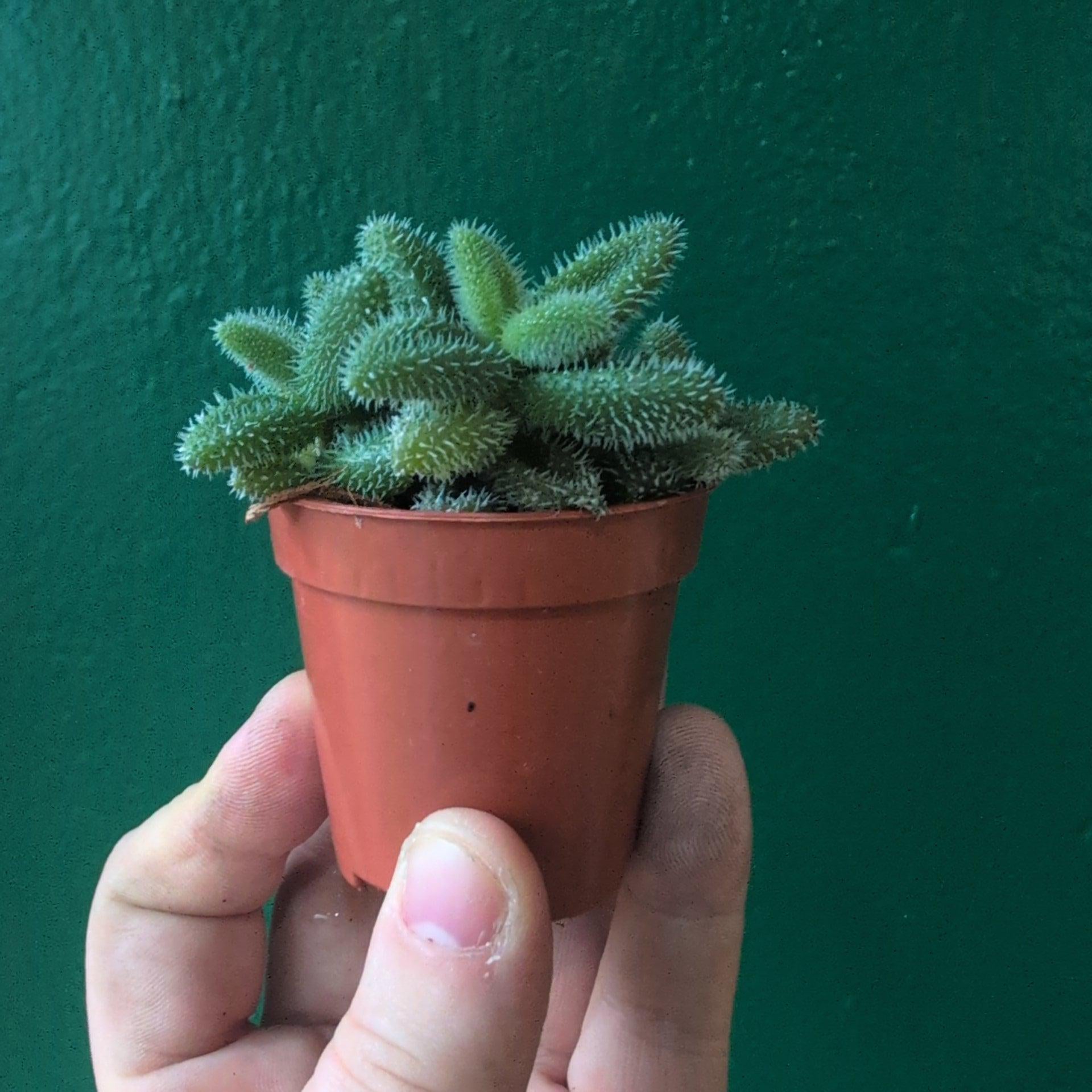 Delosperma echinatum (Pickle Plant)