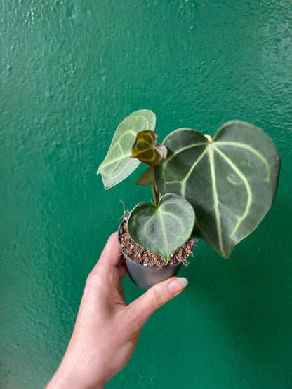 Anthurium clarinervium (Velvet Cardboard Anthurium)
