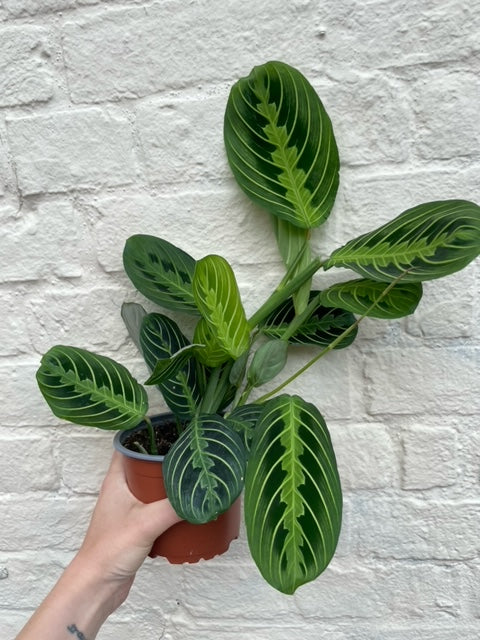 Maranta leuconeura var. erythroneura &