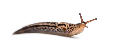 Slug Control Nematodes 100 sqm