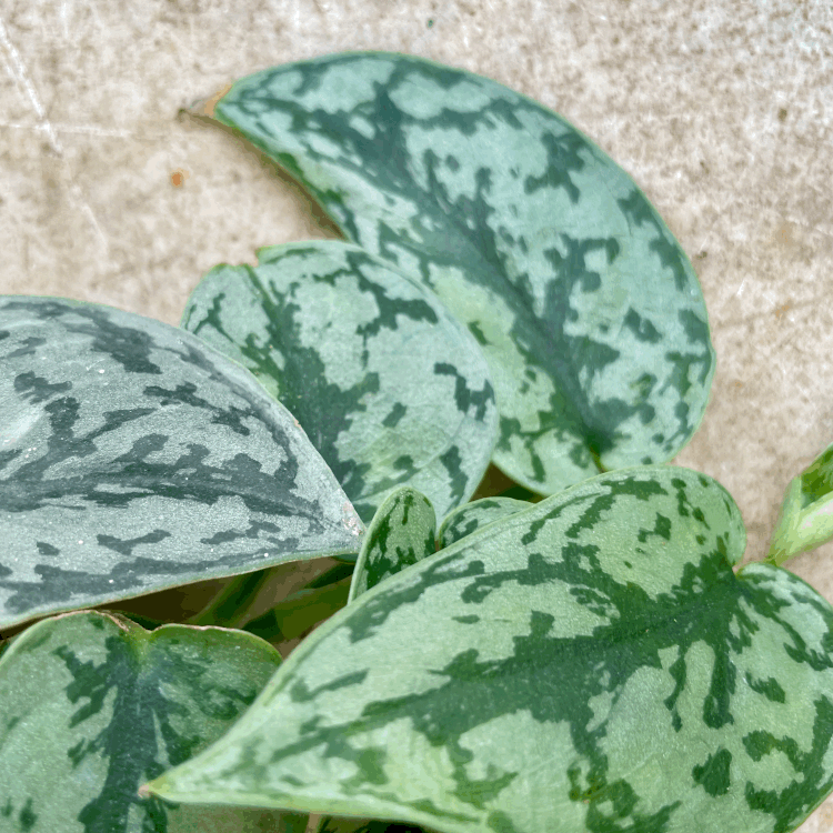 Scindapsus &