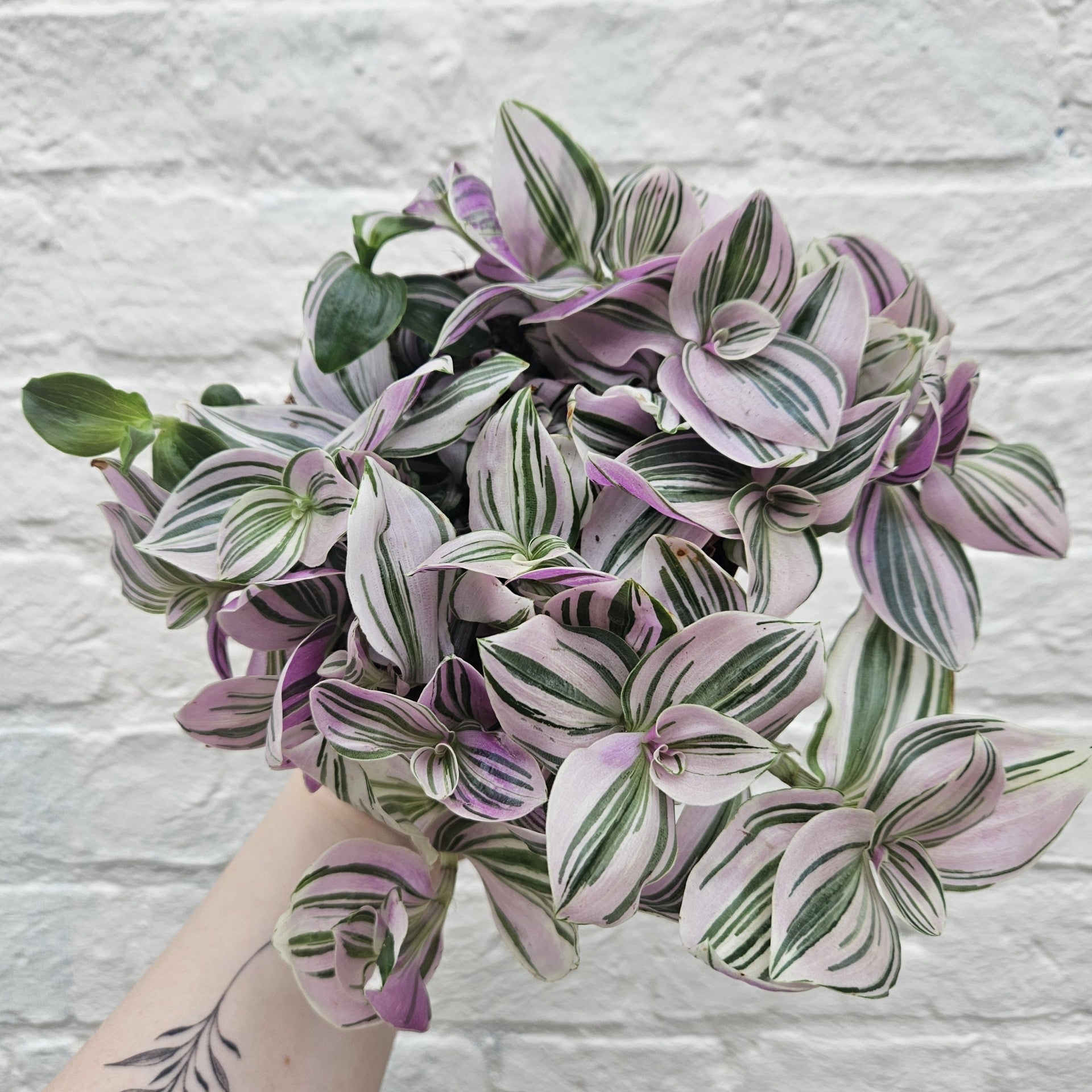 Tradescantia &