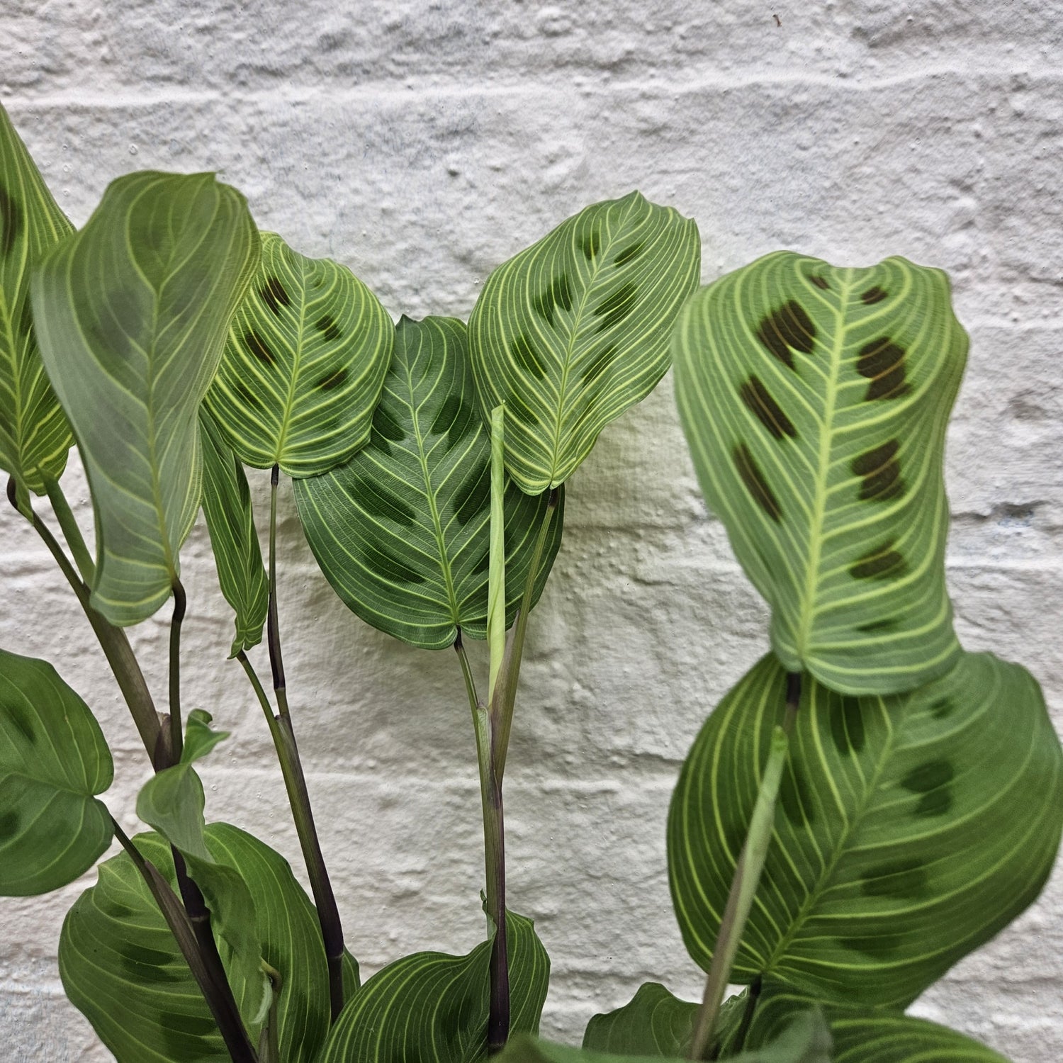 Maranta leuconeura kerchoveana &