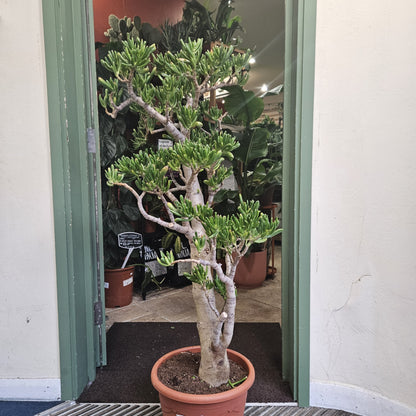 Crassula ovata &