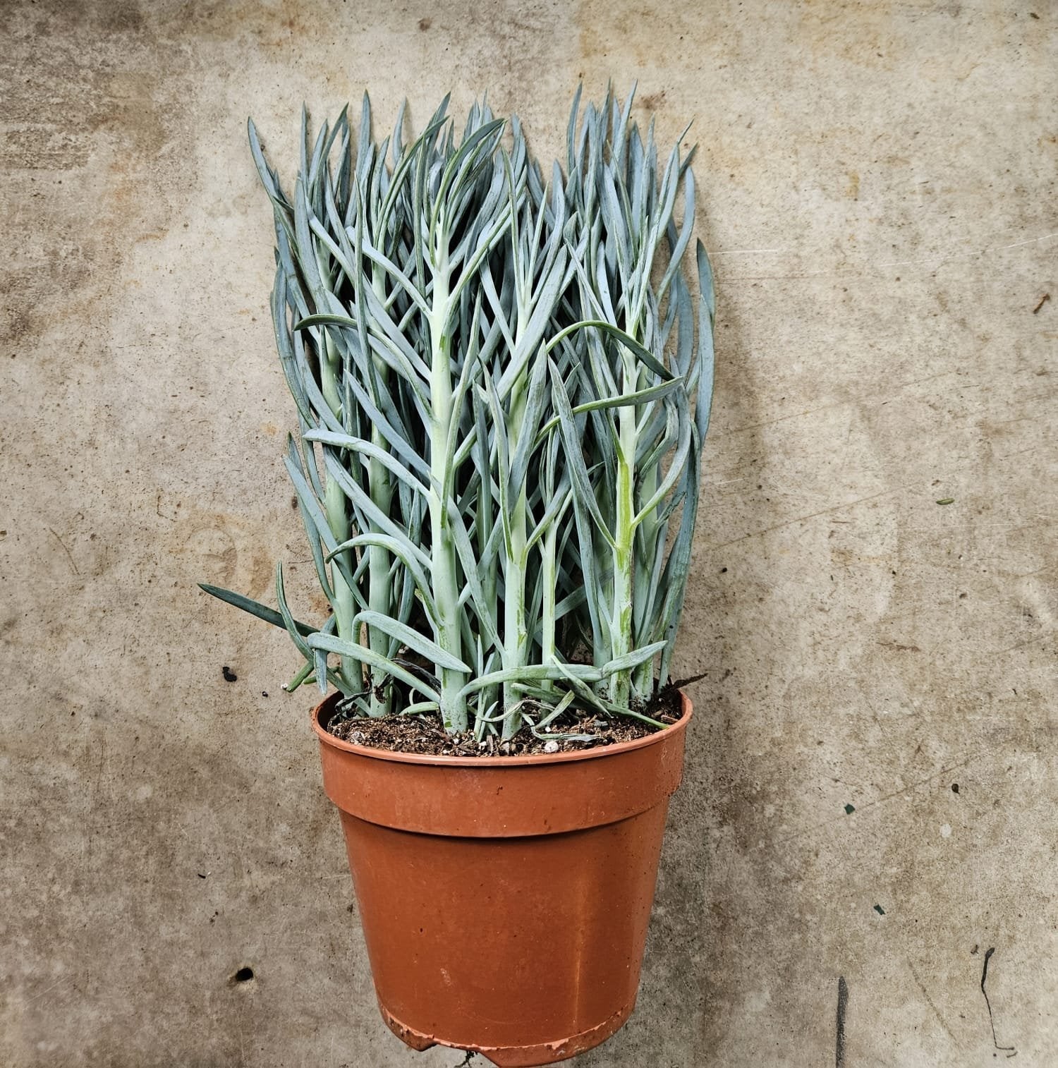 Curio ficoides ( Skyscraper Succulent) (Various Varieties)
