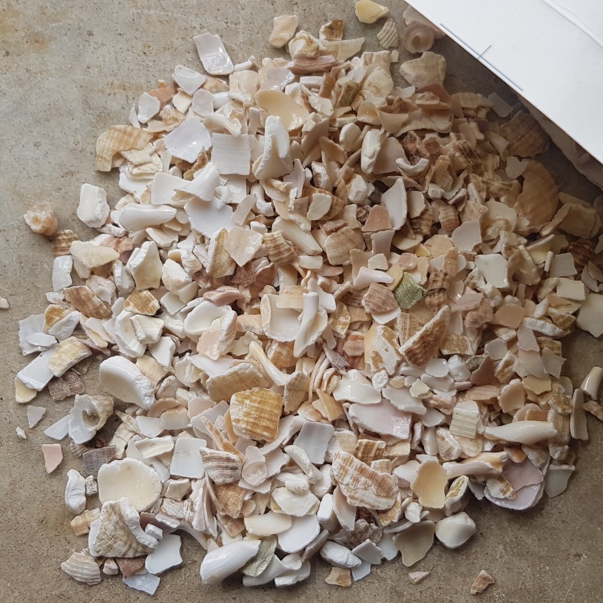 Shell On Earth- crushed whelk shells