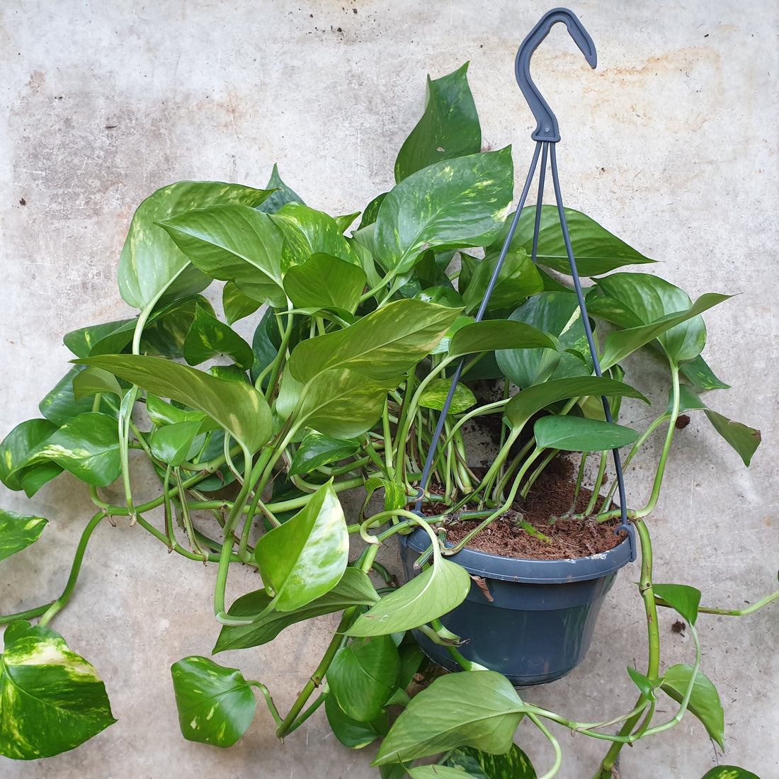 Epipremnum aureum (Golden Pothos/Devils Ivy)